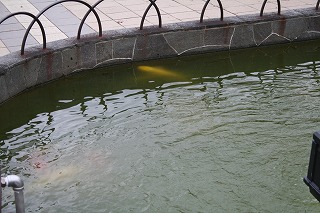 鯉の寄贈 半田市立横川小学校