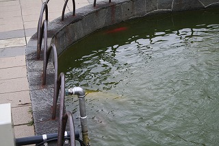 鯉の寄贈 半田市立横川小学校