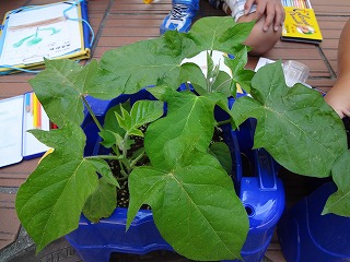 1年生 あさがおの観察 半田市立横川小学校